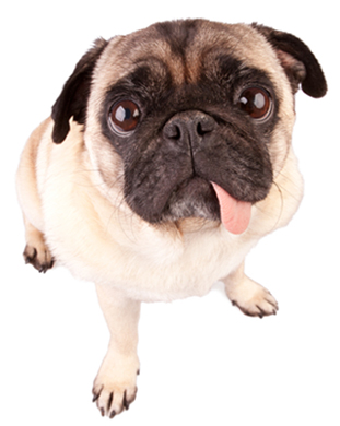 How to Care for Your Pet After Orthopedic Surgery for Pets in Vandalia, OH