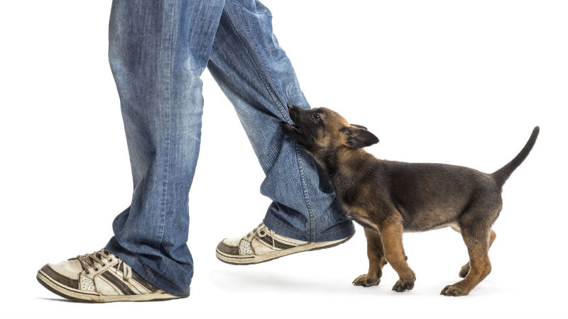 Filing A Dog Bite Claim Through Personal Injury Law Firms