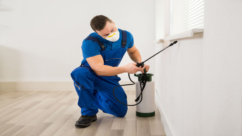 Is It Time to Call an Exterminator in Minneapolis? Warning Signs You Shouldn’t Ignore