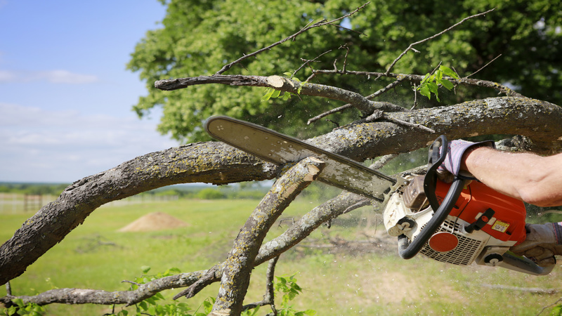 Wood for a Fireplace After Work by Tree Removal Experts in Dunwoody, GA