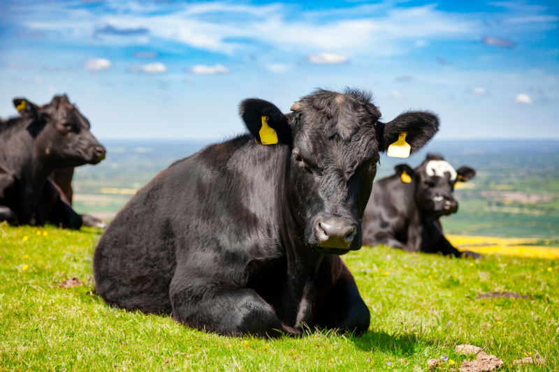 Key Points to Look for in a Breeder That Is Offering Beef Cows for Sale