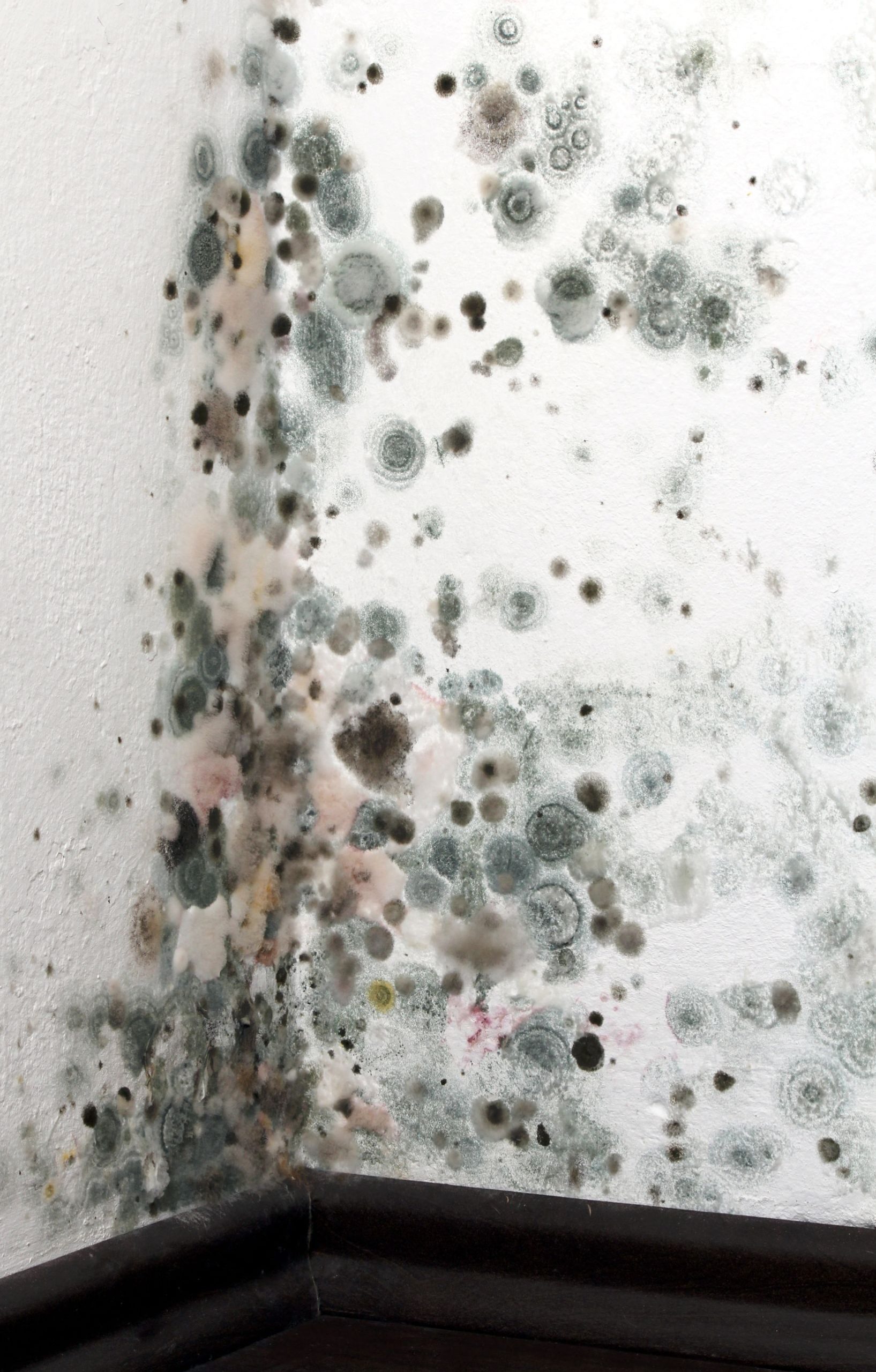 Learn Where to Find High-Quality Expert Water Damage Service in Billings, MT