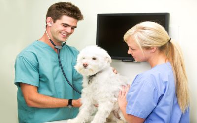 Essential Services to Look for in an Animal Hospital in Los Angeles