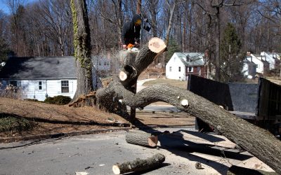 Ensures Safety and Landscape Health: Efficient Tree Removal Service in Monona, WI