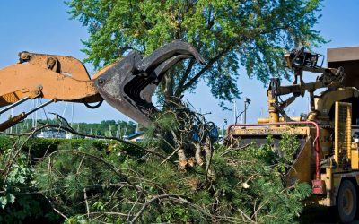 Keeping Your Landscape Safe and Beautiful: Expert Damaged Tree Removal in Madison, WI