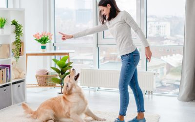 How Aggression Training For Dogs Treasure Coast FL Can Bring Peace To Your Home
