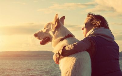 Peace Of Mind While You Travel With Dog Boarding In NYC Solutions For Busy Pet Parents