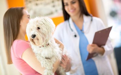 Help Your Pet Heal Faster with Dog Rehabilitation Exercises Every Owner Should Know