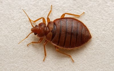 Enjoy PestFree Living After Bed Bugs Treatment Macquarie in Your Macquarie Home