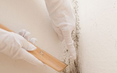 Protect Your Home’s Health with Trusted Mold Removal Services Omaha NE Experts Offer