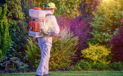 Simple Ways to Boost Curb Appeal with Lawn Care Maintenance in Gainesville, VA