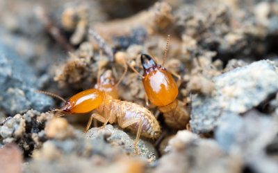 Stop Termite Damage Before It Starts With Expert Termite Control NJ